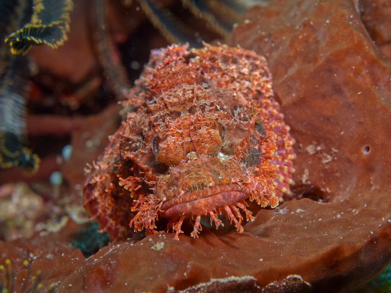 Scorpion Fish, Mirkos Point